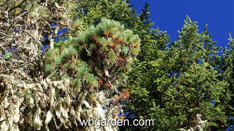 wbgarden alps 129.JPG